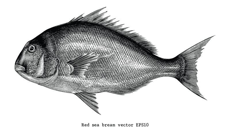 Red sea bream hand drawing engraving illustration isolated on white background