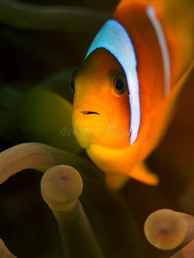 Red Sea Clownfish - Anemone Fish stock images Red Sea Clownfish - Anemone Fish stock images