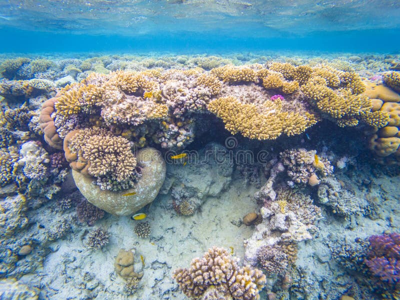 Red sea corals, Egypt stock image. Image of colorful - 141373199