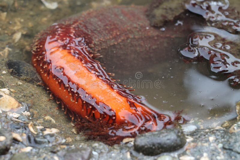 Red Sea Cucumber at Low Tide