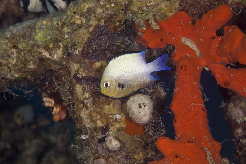 Red sea dascyllus (dascyllus marginatus)