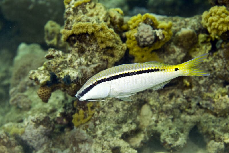 Red sea goatfish (parpeneus forsskali)
