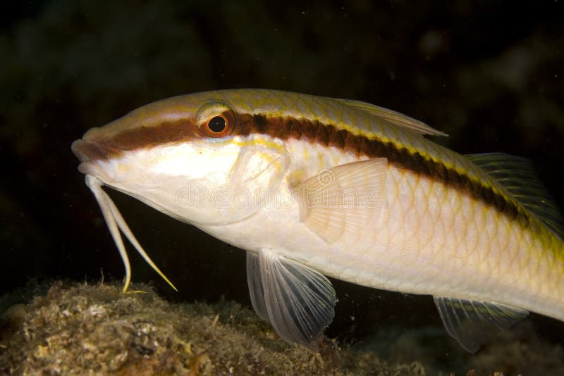 Red sea goatfish (parpeneus forsskali)