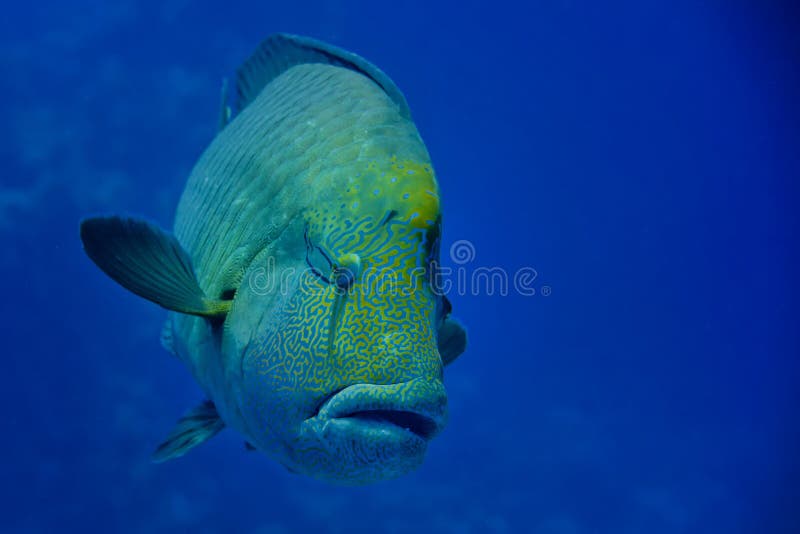 Red Sea Napoleon Fish Close Up Portrait Stock Photo - Image of sharm ...