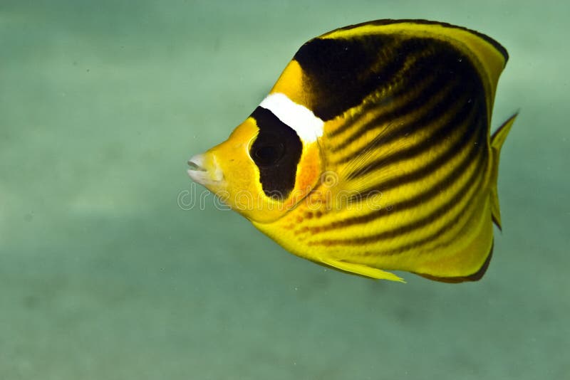 Red sea raccoon butterflyfish (chaetodon fasciatus