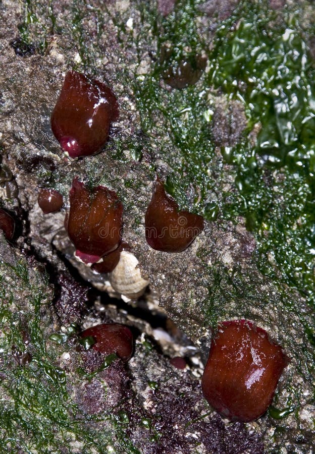 Red Sea Squirt stock photos Red Sea Squirt stock photos