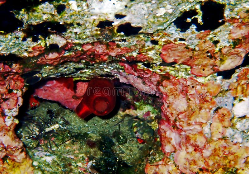 Red Sea Squirt - Halocynthia Papillosa stock photo Red Sea Squirt - Halocynthia Papillosa stock photo