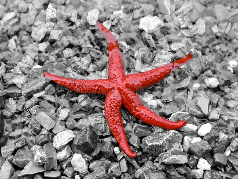 Red sea star