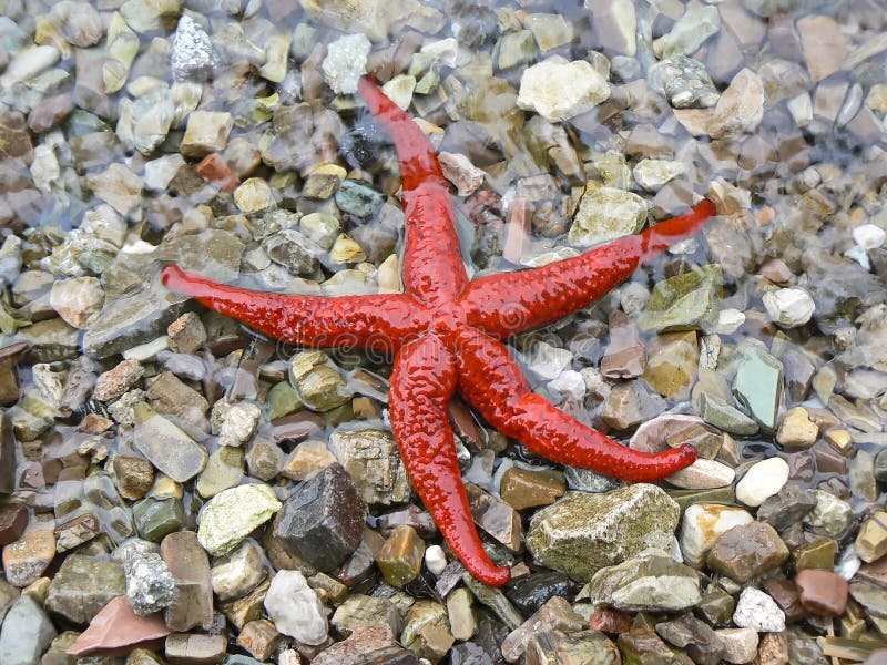 Red sea star