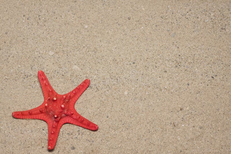 Red sea star