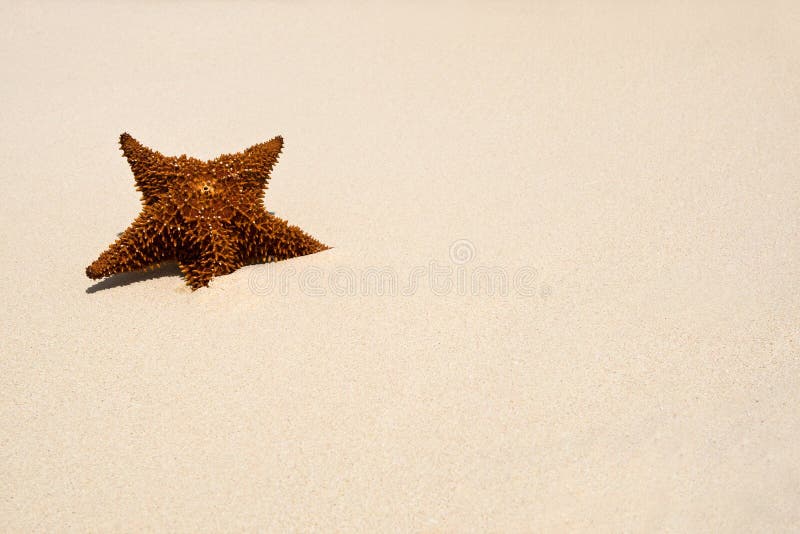 Red Sea star on the white sand