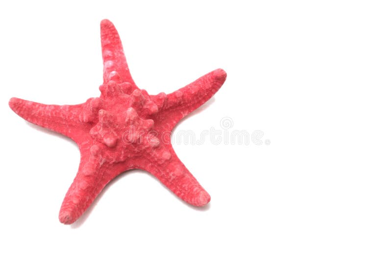 Red sea stars