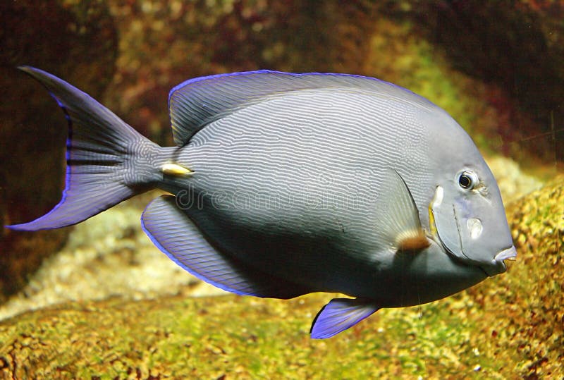 Red Sea Surgeon Fish 3