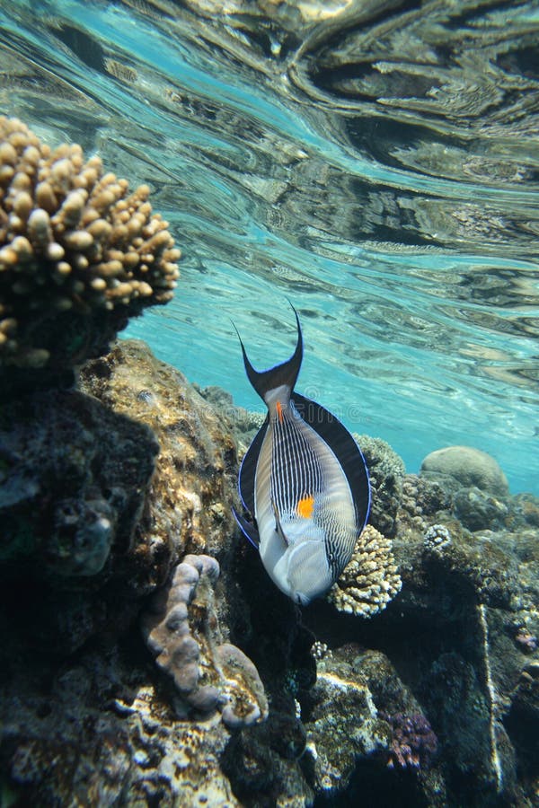 Red Sea Surgeon Fish