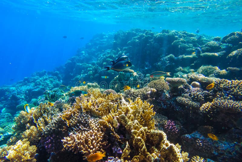 Red Sea Underwater Coral Reef Stock Photo - Image of diving, saltwater ...