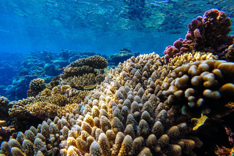 Red Sea Underwater Coral Reef Stock Photo - Image of sunny, snorkeling ...