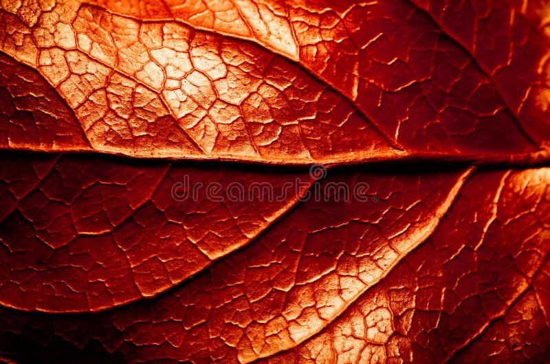 Red and sepia toned dry leaf rugged surface structure extreme macro closeup photo with midrib parallel to the frame stock photo
