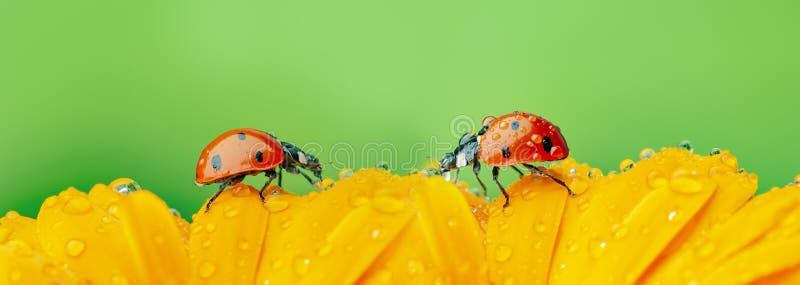 Seven-spot ladybird, Coccinella septempunctata on a flower