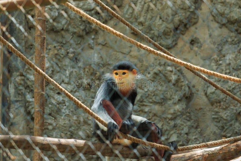 Monkey (Red-shanked douc) in zoo cage. Red face monkey stock images, royalty-free photos and pictures