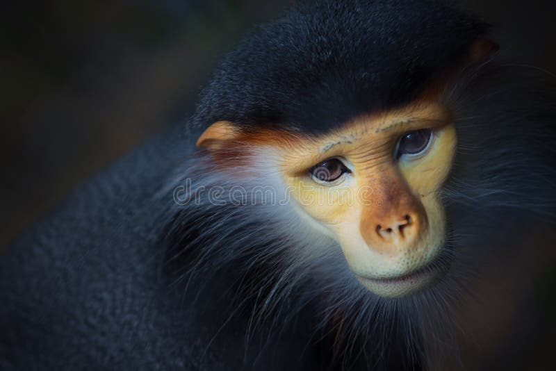 Red-shanked Douc. stock image Red-shanked Douc. stock image