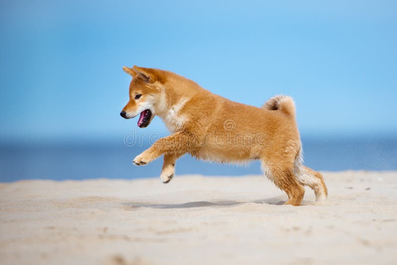 Red Shiba Inu Puppy Running On The Beach Stock Image