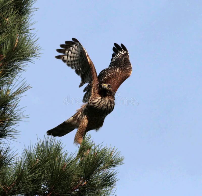 Red Shouldered Hawk