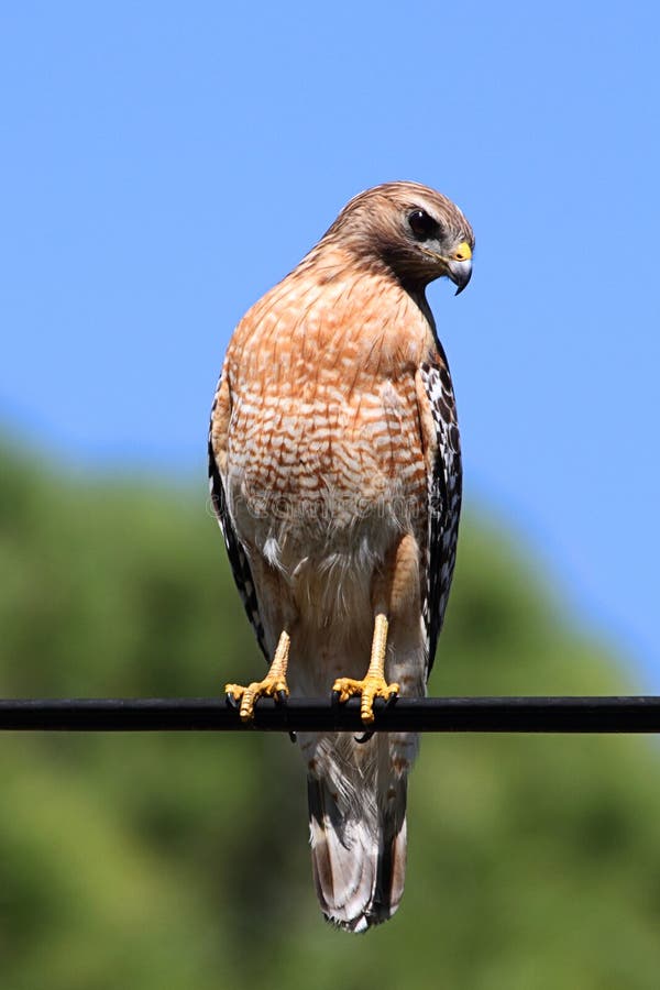 Redshouldered Hawk stock photo. Image of birding, avian 3300734