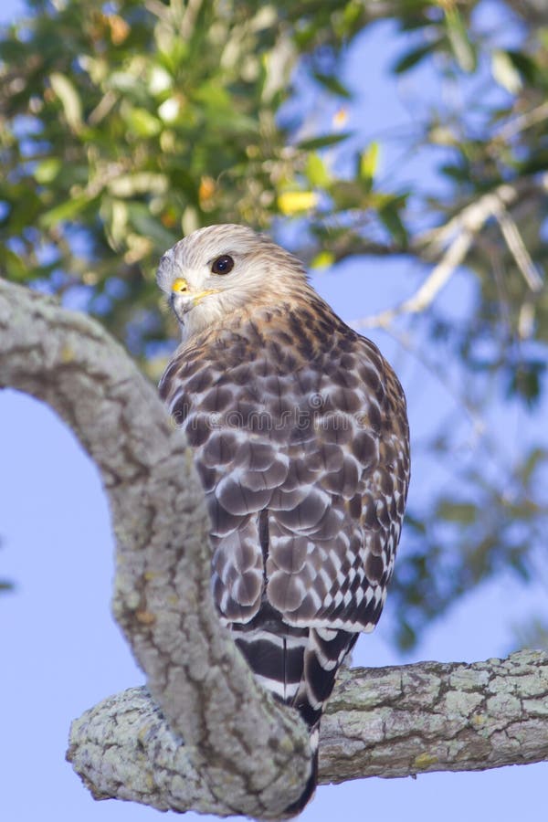 Red Shouldered Hawk Looking Back Stock Photo - Image of florida, animal ...