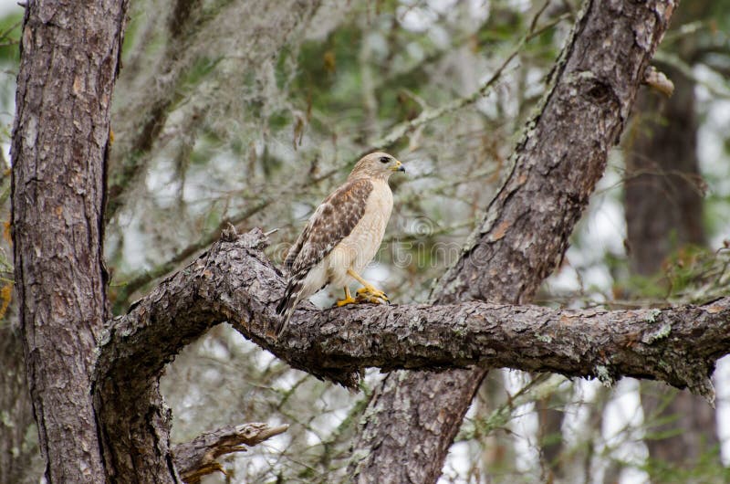 Red-shouldered Hawk in Okefenokee Swamp Stock Image - Image of ...