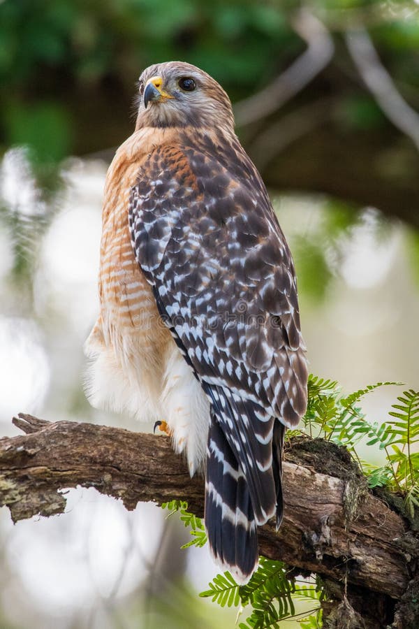 Red Shouldered Hawk in a Tree. Stock Image - Image of watching, wings ...