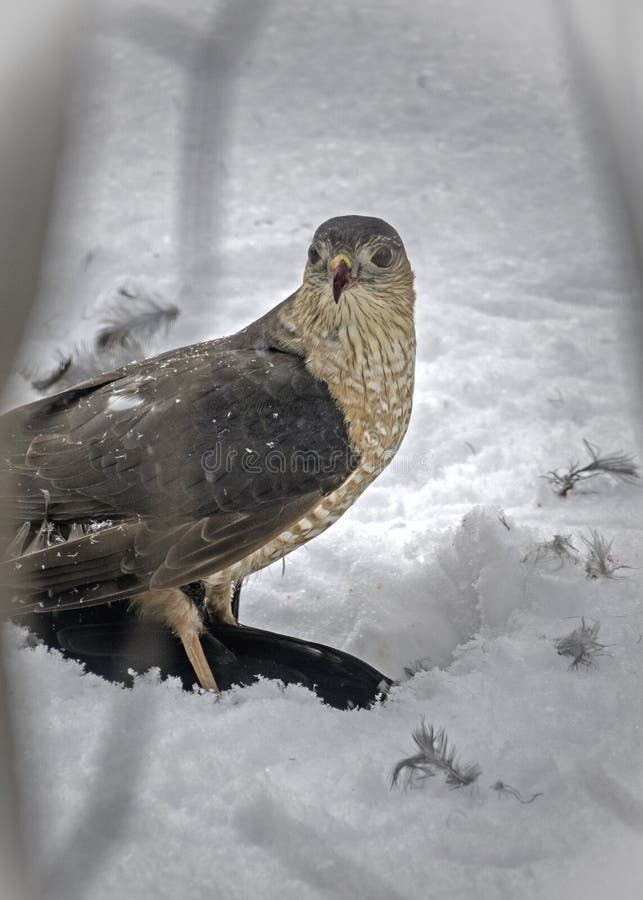 Red-Shoudered Hawk Guarding His Prey stock photography