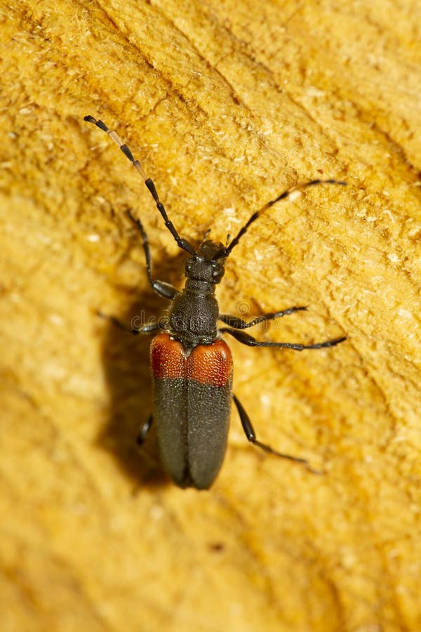 Red Shouldered Pine Borer Beetle in Newbury, New Hampshire Stock Image ...