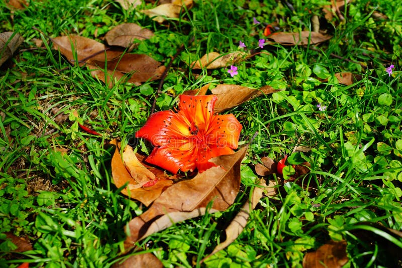 Red Silk Cotton Flower Tree Stock Photo Image of bombax, florida