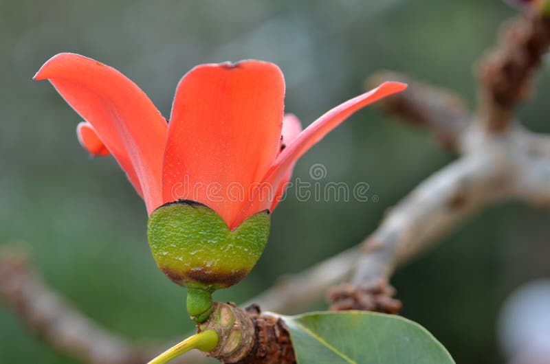 Red Silk Cotton Tree Flower Stock Image Image of bombax, cotton 64353143