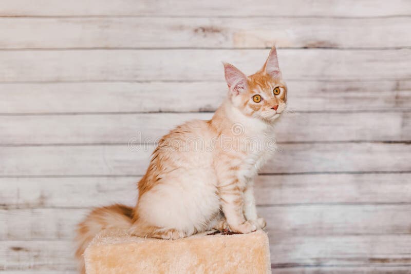 131 Red Silver Tabby Maine Coon Kitten Photos Free Royalty Free Stock Photos From Dreamstime 131 Red Silver Tabby Maine Coon Kitten Photos Free Royalty Free Stock Photos From Dreamstime