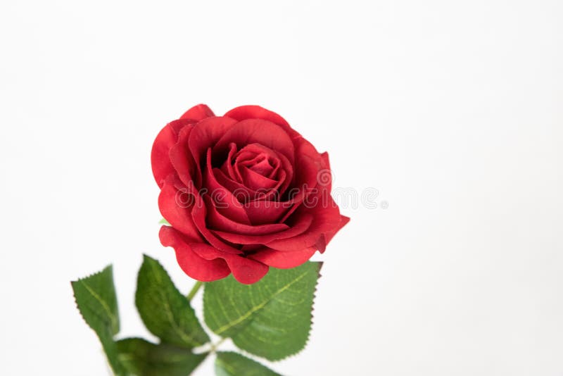 Red and single rose royalty free stock photos Red and single rose royalty free stock photos