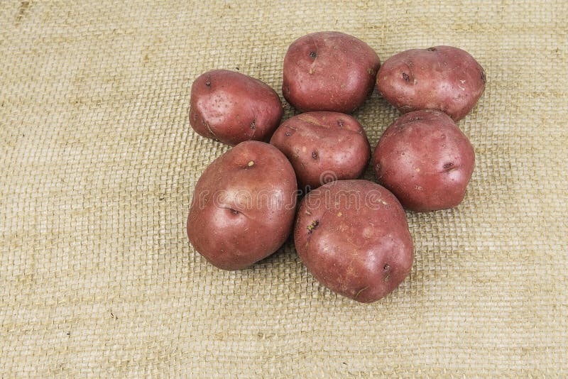 Red Skin Potatoes stock photo. Image of root, nature 51215808
