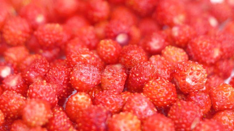 red small berries plucked by wild forest strawberries rotate. Forest tasty berry harvest. A handful of strawberries close-up. sele