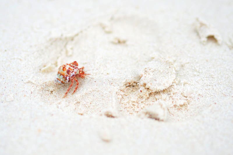 Red Small Hermit crab stock images Red Small Hermit crab stock images