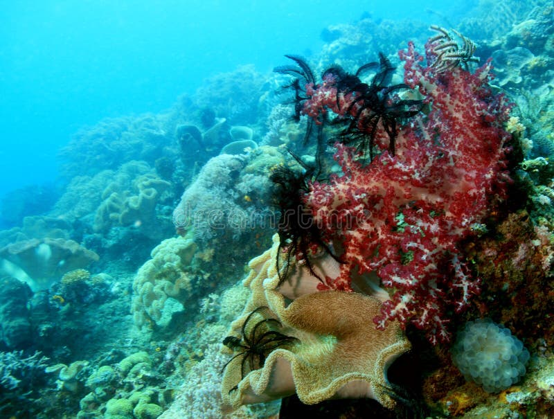 Red soft corals