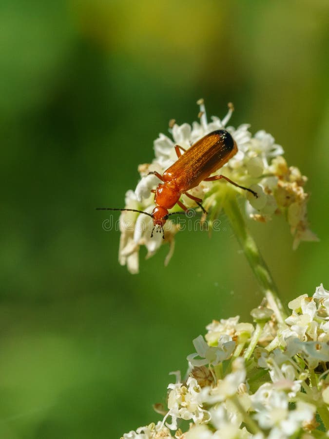 Red Soldier Beetle (Rhagonycha Fulva Stock Image Image of arthropod