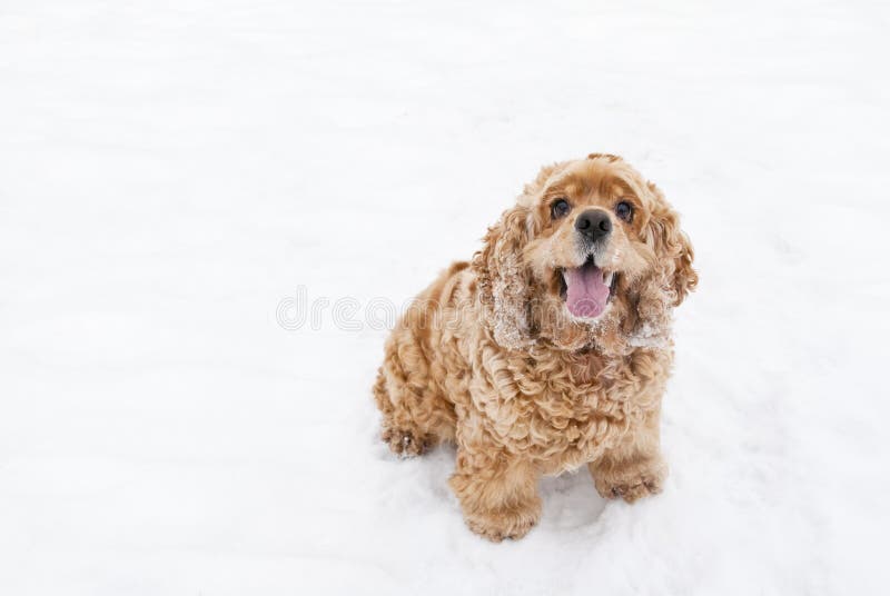 Red spaniel dog