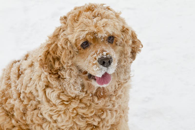 Red spaniel dog