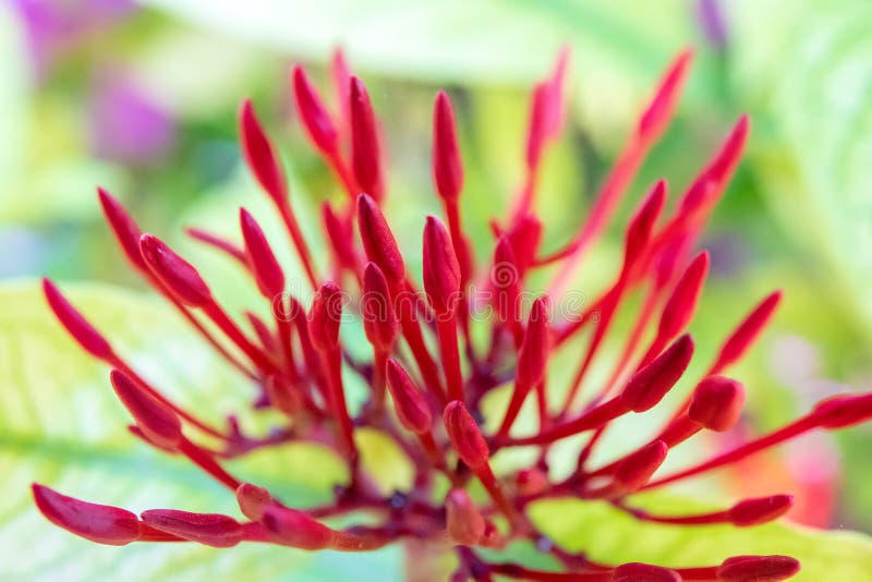 Red Spike Flower in the Garden. Stock Photo Image of petal, chinensis