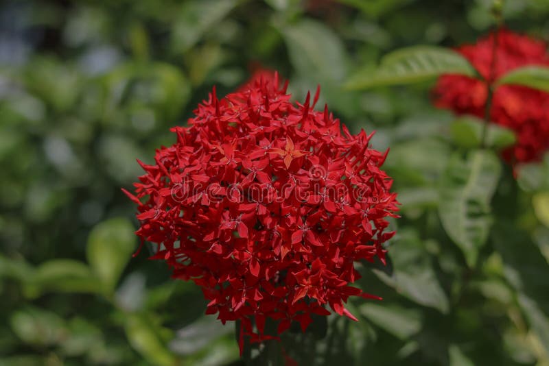Red spike flowers garden stock image. Image of produce 189620161