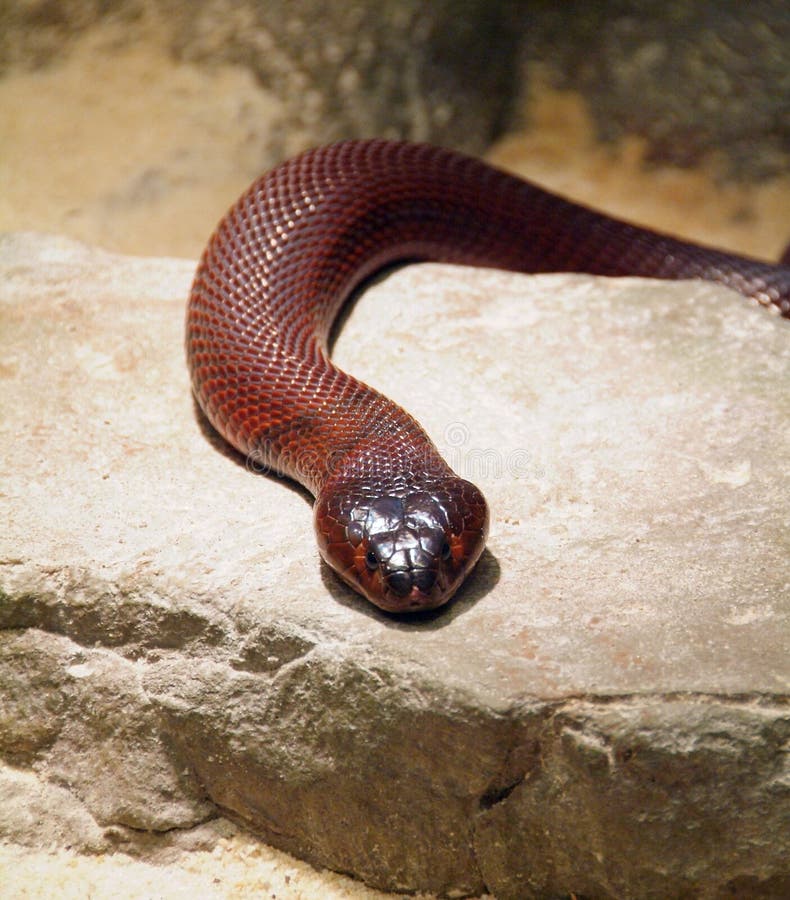 Red Spitting Cobra