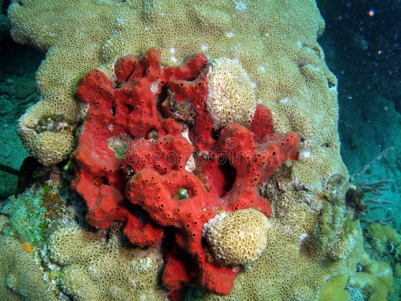 Toxic Fingersponge (negombata Magnifica) Stock Photo Image of fish, sponge 7246560