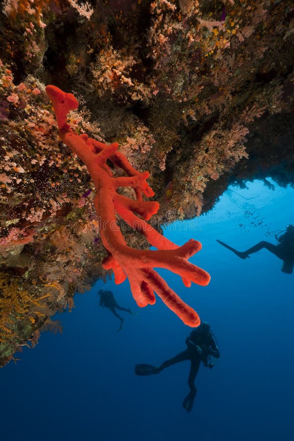 Red sponge and divers in the Red Sea.