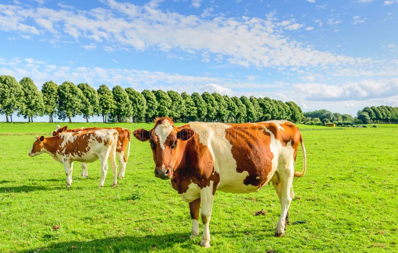 Red Spotted Cows in a Green Meadow in Summertime Stock Photo - Image of ...