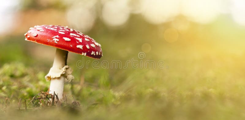 Red spotted mushroom